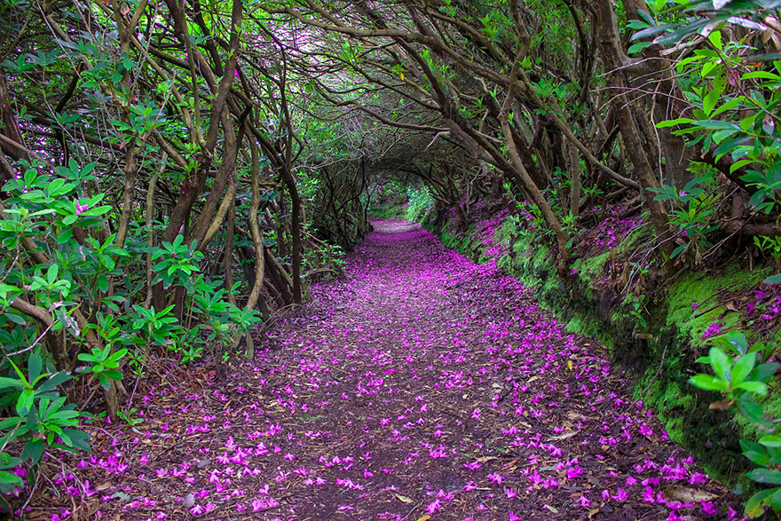 beautiful pathways