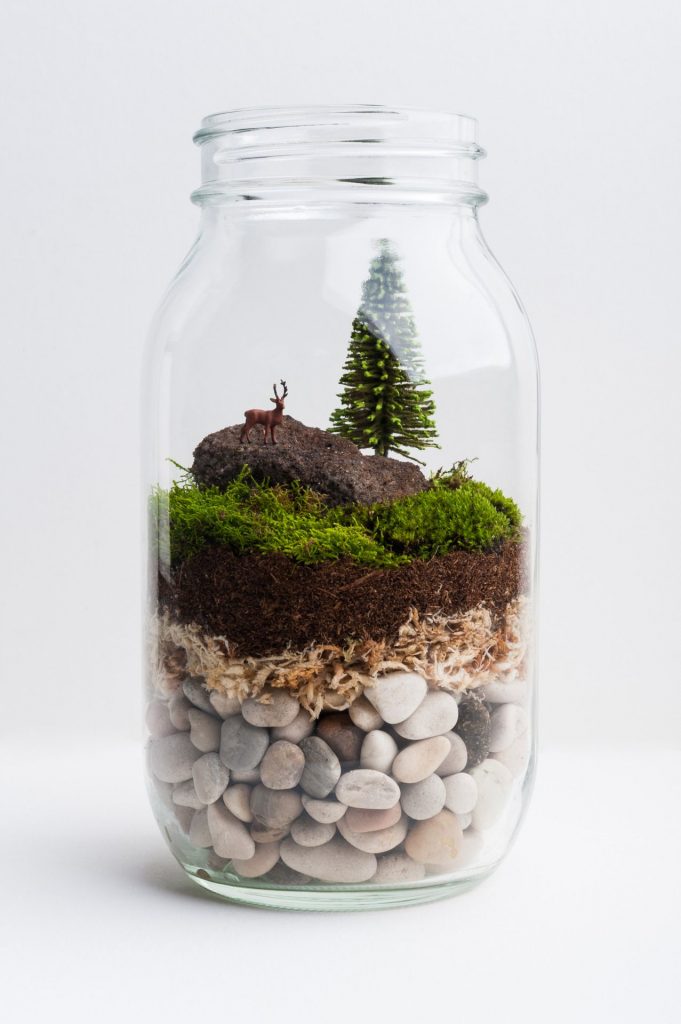 terrarium in a jar