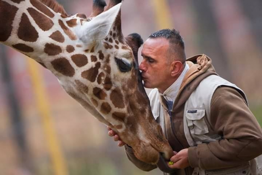 Story About Bond Between Zookeeper and Giraffes in Skopje, Macedonia