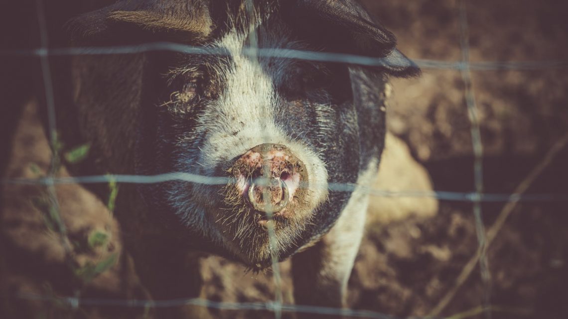 Is Pig Poo the Next Best Thing in Green Energy?
