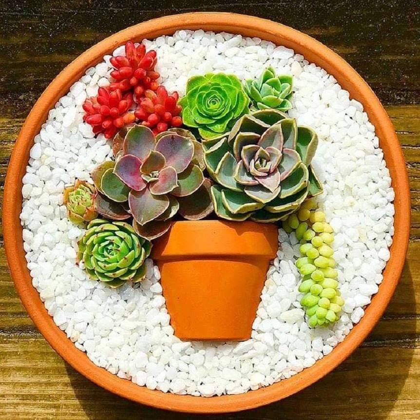 flower pot garden