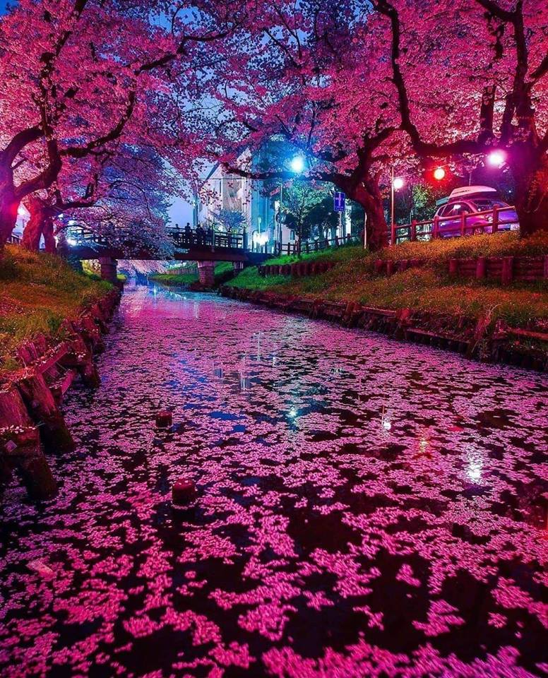 Beautiful Cherry Blossoms in Japan