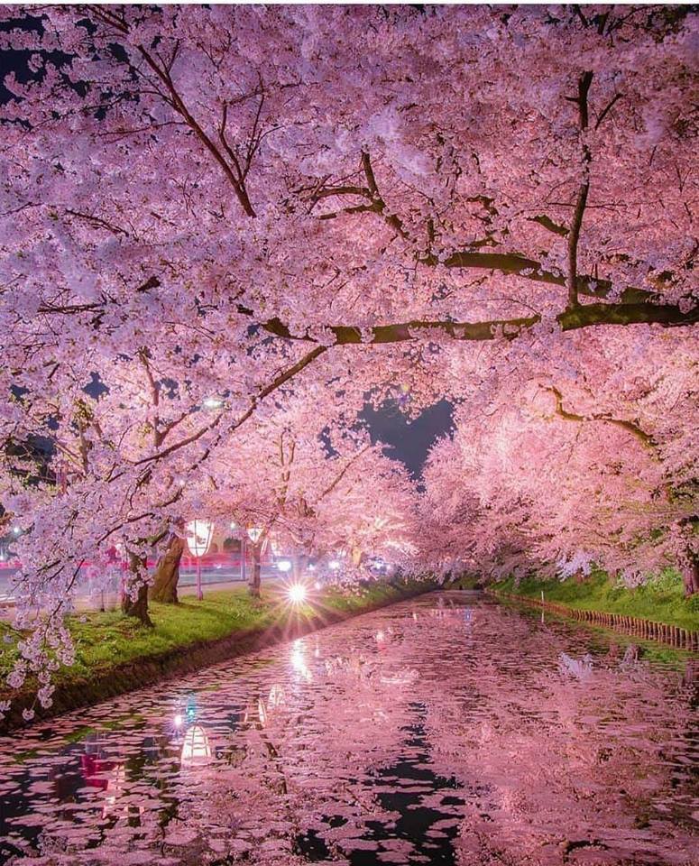 cherry blossoms