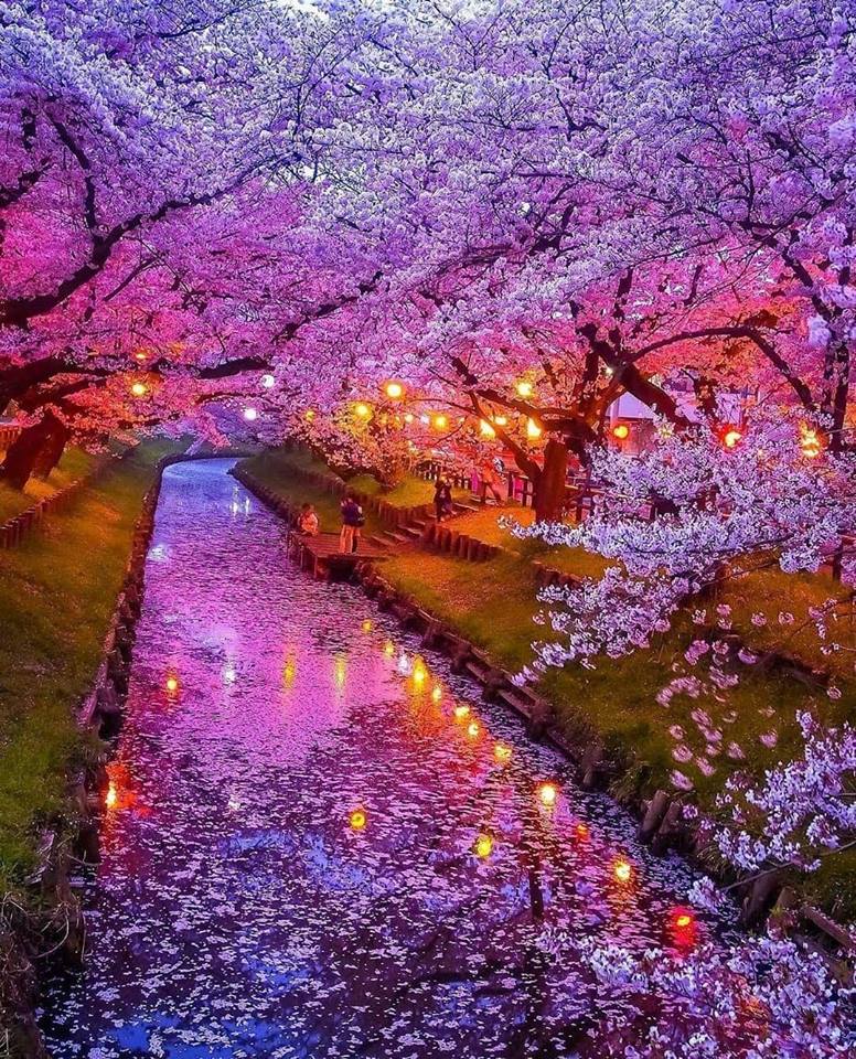 cherry blossoms