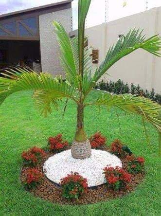 palm tree in garden decor