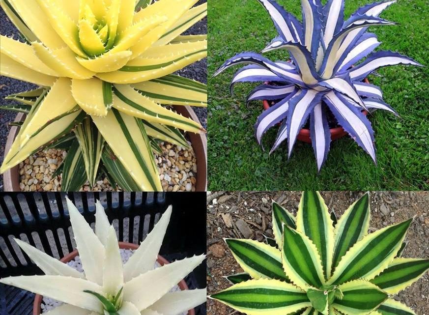 Beautiful Plants That Will Give Life To Your Home!