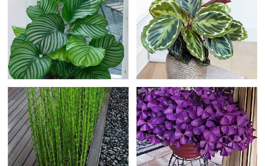 Beautify Your Home With Nice Plants