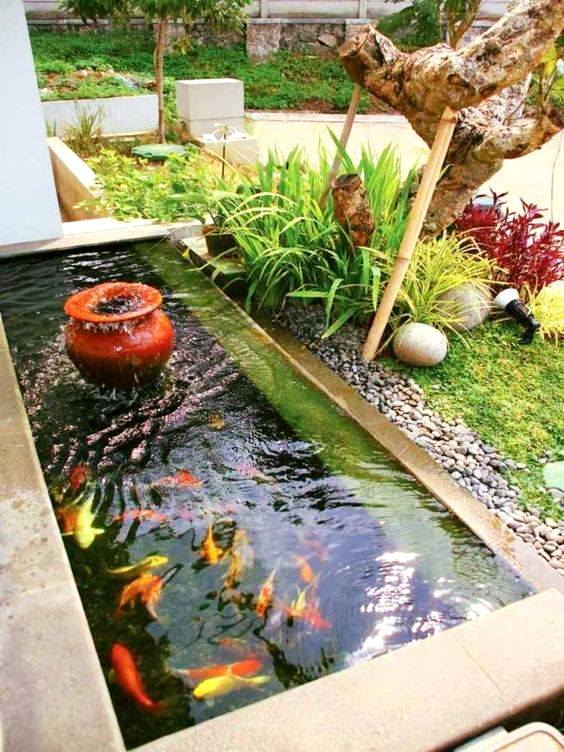 fish pond