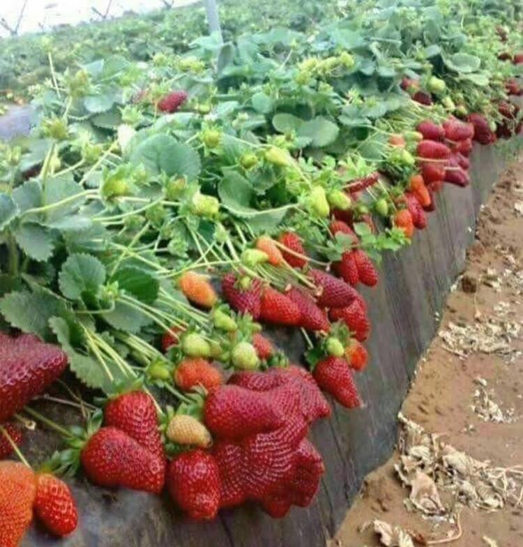 growing strawberries