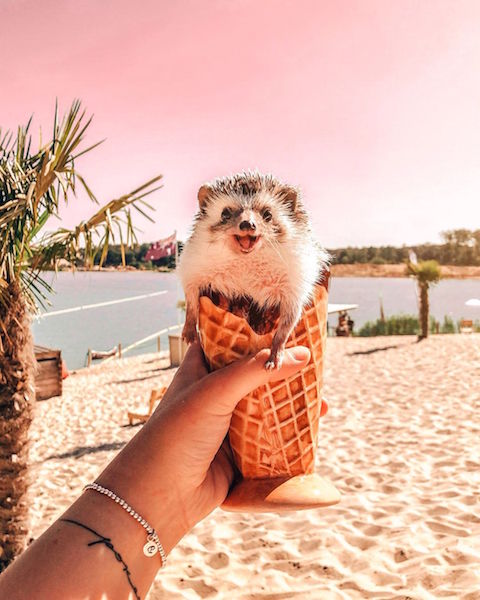 hedgehog in an ice cream cornet