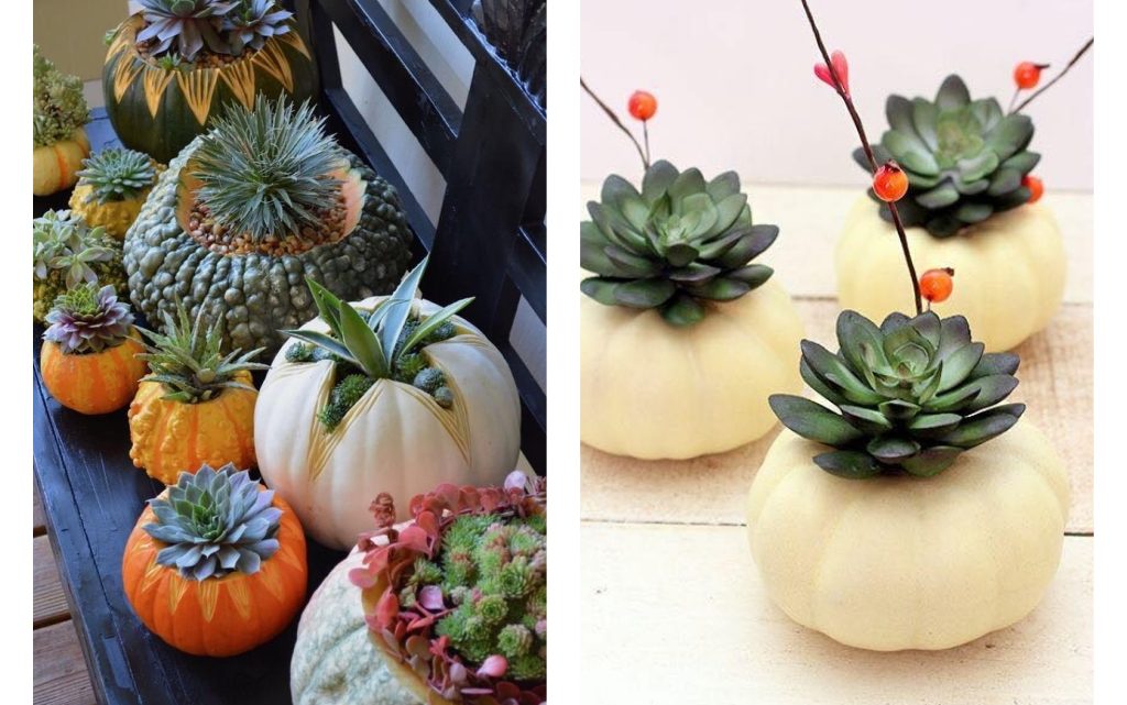 DIY Pumpkin Flower Pot for your Succulents