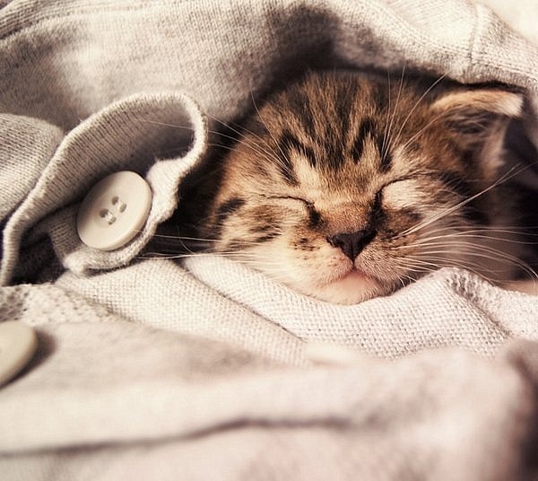 Cute Little Animals Sleeping Photos