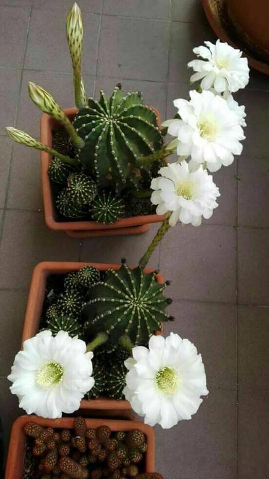 cactus