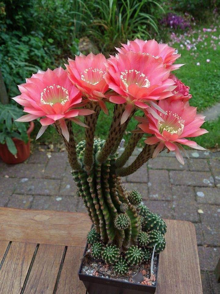 cacti flowers