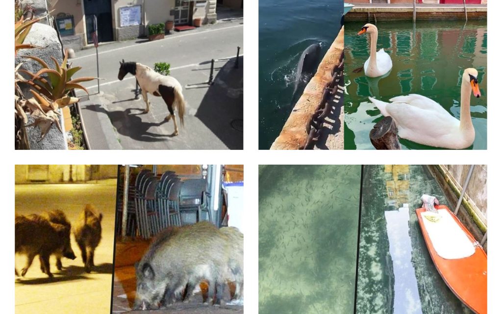 While People Stay Home, Animals are Invading Cities in Italy