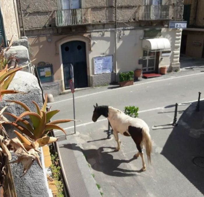 animals in the streets in Italy