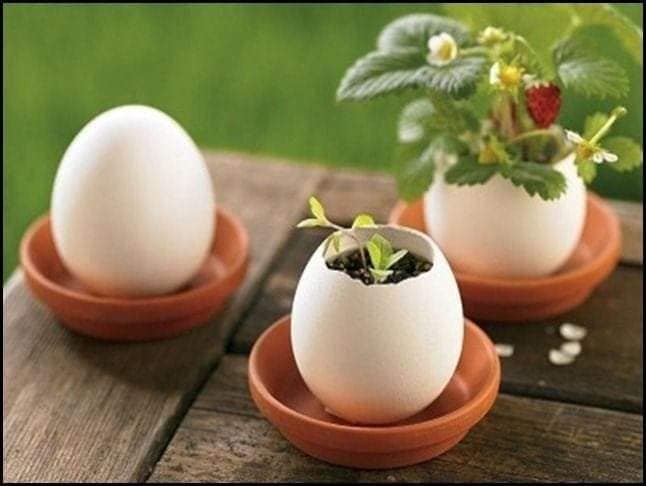 egg flower pots