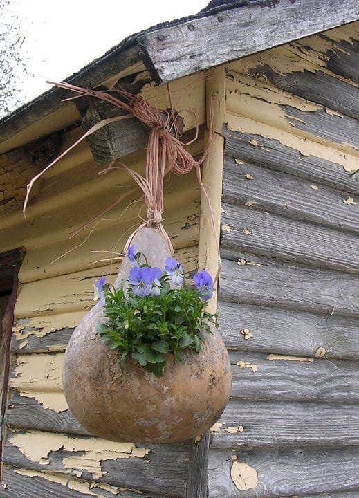 gourd planter