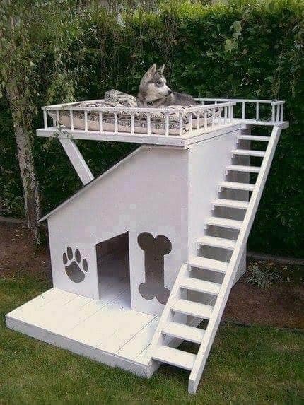 coolest dog house in the world