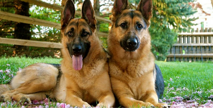 The Most Loyal Dog Breeds to Own